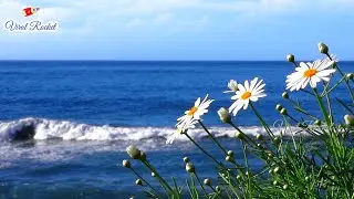 Relax Music for Stress Relief | Soothing Music | Relaxing Music for Sleep | Viral Rocket