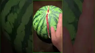 Extract Watermelon Organic Seedless #farming #satisfyinggardening