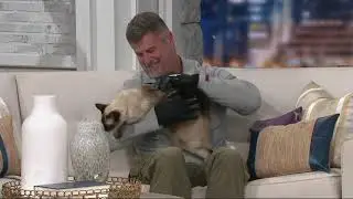 Hands On Pet Shedding Bathing & Grooming Gloves on QVC
