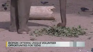 Biopark offering volunteer opportunities for teens this summer
