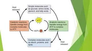 Biosynthetic Pathways for Metabolic Products of Microorganisms