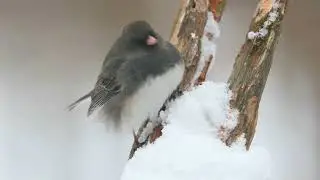 Winter Wildlife Wonders ❄️🦉 | 1 Hour of Birds and Animals in Snowy Landscapes