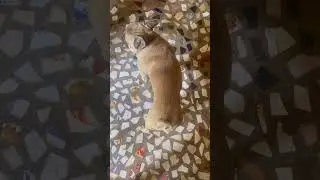 My cute drammebaaz frenchbull❤️