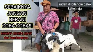 PAMAN NYOBA KELUARKAN DOMBA GARUT GALAK DARI KANDANGNYA, APA YANG TERJADI!?