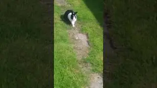 Black and White Dutch Rabbit playing