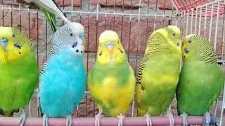 Australian beautiful bird's sounds 