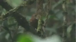 Near-endemic - Fulvous-dotted Treerunner - Margarornis stellatus - Choco endemics birds