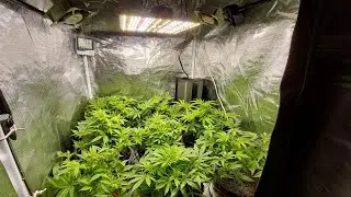 CAPITULO 10-21 DIAS DE FLORACION Seguimiento cultivo indoor, semillas BSF OLDSKOOL,CACTUS,GORILLA