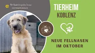 Neuzugänge im Tierheim Koblenz Oktober 2022