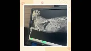 Animal Medical Services - Veterinary Clinic & Diagnostics