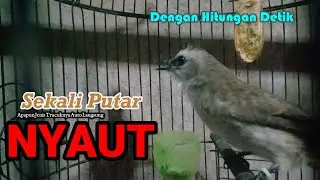Masteran Trucukan Gacor Ngalas Tarung Ropel Panjang | Ampuh Untuk Pancingan Trucuk Agar Bunyi Nyaut