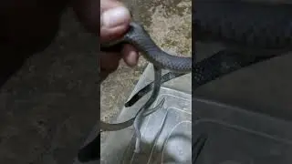 Ular belang tidak berbisa Lycodon subcinctus