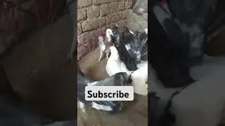 #pets #birds #shortsfeed #trending #pigeon #pigeonlover #king #skyking #black #pigeonlover