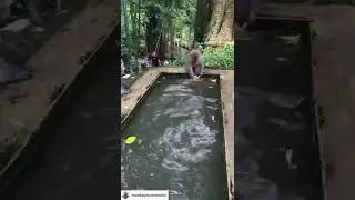 Swim time with monkeys