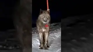 Super Wolf Pack in Russia 😳🐺 #joerogan