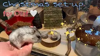Setting up my hamster’s enclosure for Christmas! 🎄 