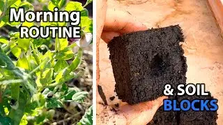 Garden Morning Routine & Easy Soil Block Seed Starting
