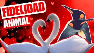💥ANIMALES FIELES A SU PAREJA: Monogamia, Fidelidad y Lealtad Animal 2024