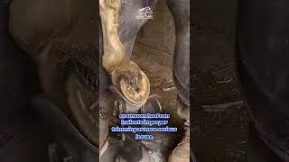 Essential Tips for Caring for Your Horse&rsquo;s Hooves | Equine Care