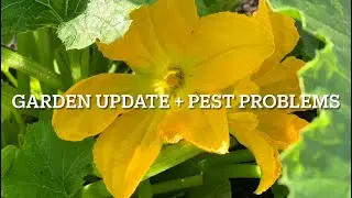 Garden update + pest problems