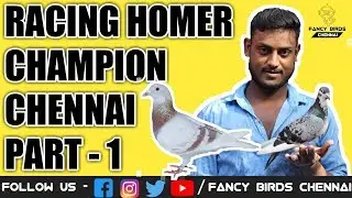 Racing Homer | Pigeon Loft | Mr, S.YUVARAJ | Part-1 | தமிழில் | Fancy Birds Chennai