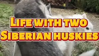 Siberian Husky Dog Funny Video &ndash; Crazy Backyard Chase & Full Zoomies Mode!