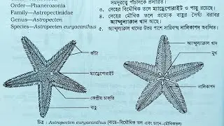 Astropecten euryacanthus / HSC practical drawing / নমুনা প্রাণী শনাক্তকরণ-৭ / প্রাণিবিদ্যা ব্যবহারিক