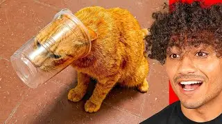 The World's Dumbest Animals!