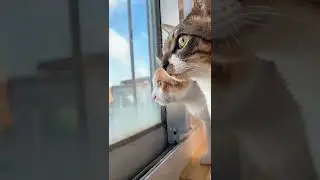 #cat #talkingcat #marites