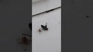 Spider vs Fly - Round 2