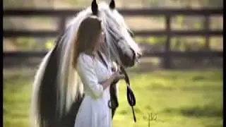 Fresian and Gypsy Horse