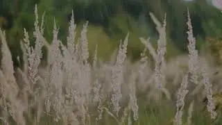 LET IT RAIN - THE AUDIO DROPOUTS