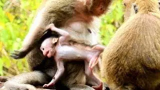 Breaking Heart- Watch Baby Monkey Hurt Crying Loudly, Why Dolly Fight Baby Like This?