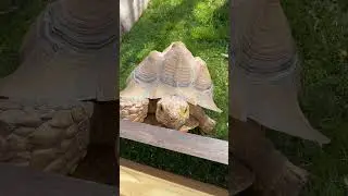 Trevor the Tortoise loves his pets