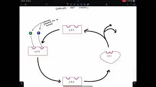 The Induced Fit Model of Enzyme Action