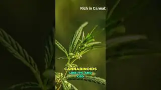 Unlock the Power of Rick Simpson Oil for Natural Healing