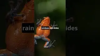 Freddy the Frog  Weather Reporter  #youtubeshorts #cocomelonlover #cocomeloncartoon cartoon