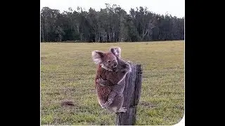 Wildlife Corridors - why we must connect to protect