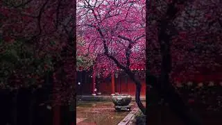 Beautiful Japanese nature full screen whatsapp status #youtube #shorts #youtubeshorts #softpeace