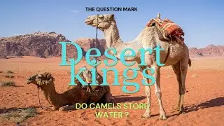 The Camel's Survival Story | How Camels Store Water