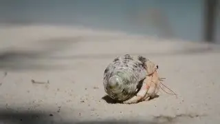 Marine Debris Challenge   Cousin Island