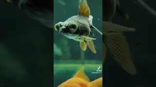 BLACK MOOR FANCY GOLDFISH