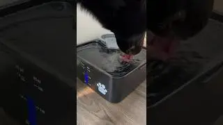 Pet water fountain #pets #dogs