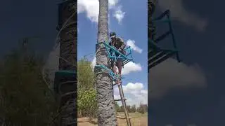 Palm tree climbing equipment.