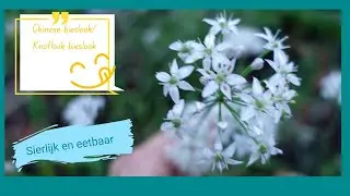 Moestuininspiratie: Chinese bieslook. Sierlijk en eetbaar