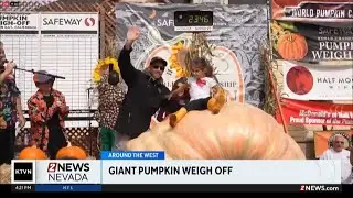 Giant pumpkin weigh-off