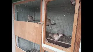 🕊️ Live Dove Nest Cam 24/7 &ndash; Her G&uuml;n Aynı Yuvada 4 Kumru | Relaxing Nature Sounds