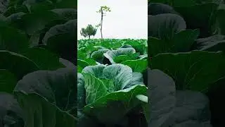 Here's where some of your cabbages are grown in Balili, Mankayan.