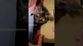 #kittysoftiktok #beautiful #missiethekitty #ilovemykitten @perfectfamily #lovemykidds,