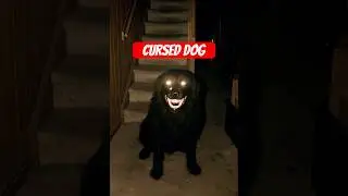 Cursed Dog...      #cursed #weirdcore #pet #demonic #dog